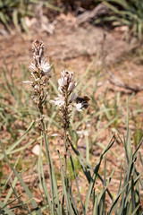 bee collecting pollen from a flower