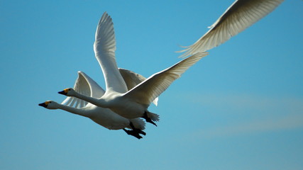 Flying swans.Group of white swans take off.
