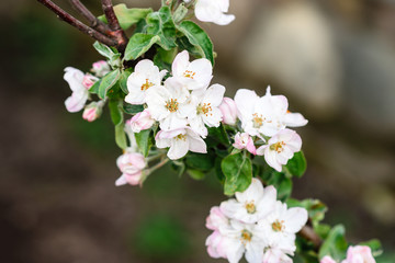 Blossoming apple branch in spring.