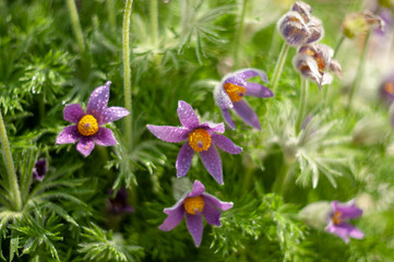 Pulsatilla patens flowers.Beautiful plants from the botanical garden for the catalog. Natural lighting effects. Shallow depth of field. Selective focus, handmade art of nature. Flower landscape