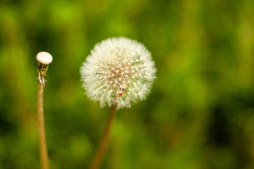Dandelion Seeds.Beautiful plants from botanical garden catalog. Natural lighting effects. Shallow depth of field. Selective focus, handmade art of nature. Flower landscape