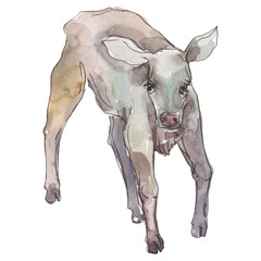 Cow farm animal in a watercolor style isolated. Watercolor background set. Isolated calf illustration element.