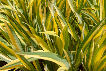 Ornamental grass Acorus gramineus Ogon.plants from botanical garden for catalog. Natural lighting effects. Shallow depth of field. Selective focus, handmade of nature. Flower landscape