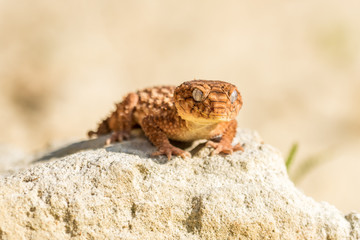 Close up of the oriental garden lizard, eastern garden lizard or changeable lizard (Calotes versicolor) on the sand.