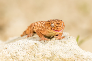 Close up of the oriental garden lizard, eastern garden lizard or changeable lizard (Calotes versicolor) on the sand.