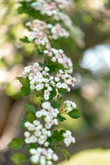 blooming bird cherry tree in spring