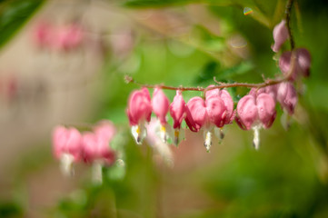 Fototapeta na wymiar Dicentra gorgeous (Dicentra spectabilis) Broken hearts.plants from botanical garden for catalog. Natural lighting effects. Shallow depth of field. Selective focus, handmade of nature. Flower landscape