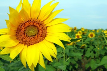Obraz premium Close up of a sunflower ahead of the field
