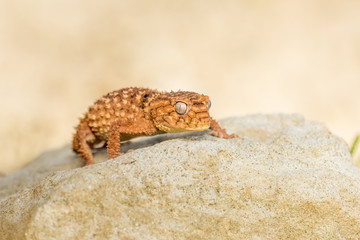 Close up of the oriental garden lizard, eastern garden lizard or changeable lizard (Calotes versicolor) on the sand.