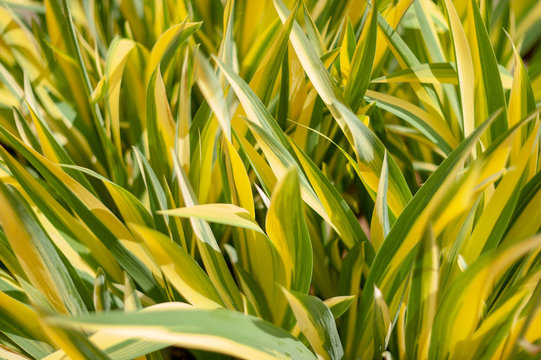Ornamental grass Acorus gramineus Ogon.plants from botanical garden for catalog. Natural lighting effects. Shallow depth of field. Selective focus, handmade of nature. Flower landscape