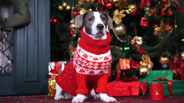 Dog Wearing Red Sweater And Sitting Near Christmas Tree