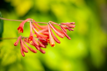 honeysuckle (Lonicera brouwnii).plants from botanical garden for catalog. Natural lighting effects....