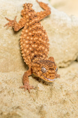 Close up of the oriental garden lizard, eastern garden lizard or changeable lizard (Calotes...