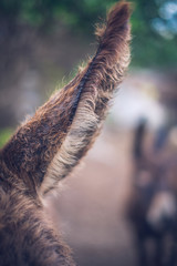 The detail of donkey ear.