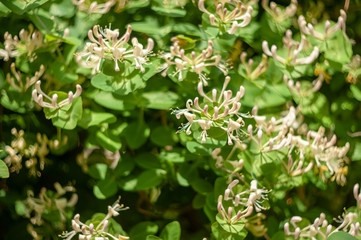 honeysuckle (Lonicera caprifolium) moose horns.plants from botanical garden for catalog. Natural lighting effects. Shallow depth of field. Selective focus, handmade of nature. Flower landscape