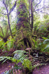 Maits Rest Rain forest walk