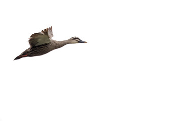 Bird in flight - Chinese Spot-billed Duck