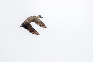 Bird in flight - Chinese Spot-billed Duck
