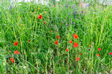 Summer meadow with wildflowers. Red poppies in high green grass.