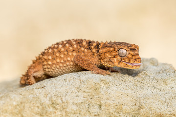 Close up of the oriental garden lizard, eastern garden lizard or changeable lizard (Calotes versicolor) on the sand.
