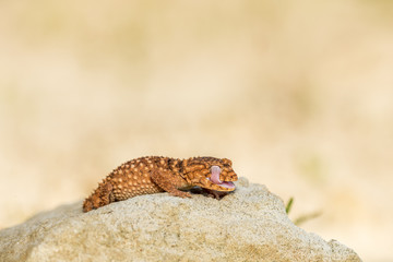 Close up of the oriental garden lizard, eastern garden lizard or changeable lizard (Calotes versicolor) on the sand.