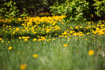 yellow flower field of dandelions