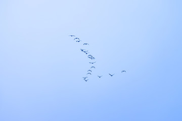 Great Cormorant (Phalacrocorax carbo) in flight