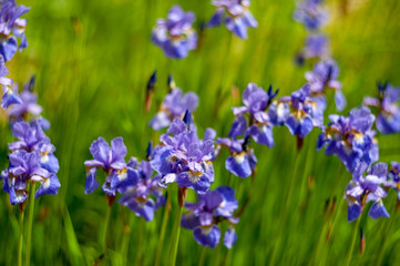 Iris sibirica.plants from botanical garden for catalog. Natural lighting effects. Shallow depth of field. Selective focus, handmade of nature. Flower landscape