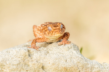 Close up of the oriental garden lizard, eastern garden lizard or changeable lizard (Calotes versicolor) on the sand.