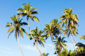 Fototapeta na wymiar Palm trees on tropical island and deep blue sky