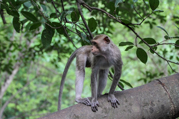 The monkey stop on big branch tree in nature at thailand