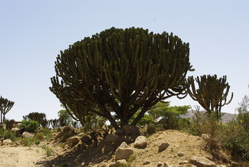 Segheneiti, Eritrea - 04/25/2019: Travelling around the vilages near Asmara and Massawa. An amazing caption of the trees, mountains and some old typical houses with very hot climate in Eritrea.