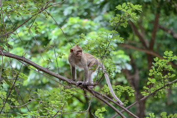 Naklejka na ściany i meble The monkey stop on branch tree in nature at thailand