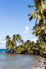 Palm trees on tropical island with white sandy beach and black rocks