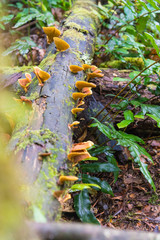 Maits Rest Rain forest walk