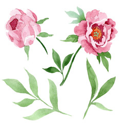 Dark red peony floral botanical flowers. Watercolor background illustration set. Isolated peony illustration element.