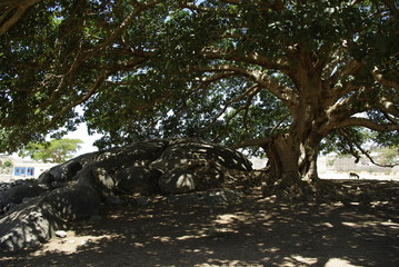 Fototapeta na wymiar Segheneiti, Eritrea - 04/25/2019: Travelling around the vilages near Asmara and Massawa. An amazing caption of the trees, mountains and some old typical houses with very hot climate in Eritrea.