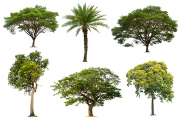 Tree collection in tropical forest on a white background