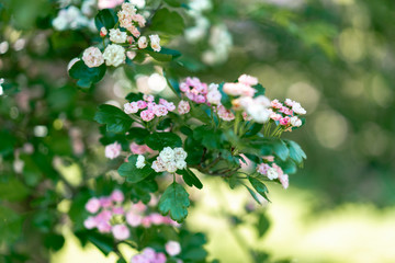 blooming bird cherry tree in spring