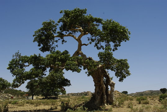 Segheneiti, Eritrea - 04/25/2019: Travelling around the vilages near Asmara and Massawa. An amazing caption of the trees, mountains and some old typical houses with very hot climate in Eritrea.