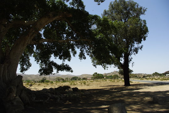 Segheneiti, Eritrea - 04/25/2019: Travelling around the vilages near Asmara and Massawa. An amazing caption of the trees, mountains and some old typical houses with very hot climate in Eritrea.