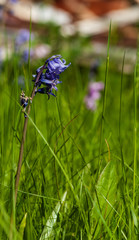 A close up ground-level narrow depth of field image of an isolated common bluebell in tall green grass on a bright sunny day with the background blurred