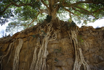 Segheneiti, Eritrea - 04/25/2019: Travelling around the vilages near Asmara and Massawa. An amazing caption of the trees, mountains and some old typical houses with very hot climate in Eritrea.