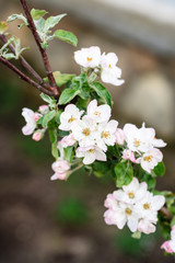Blossoming apple branch in spring.