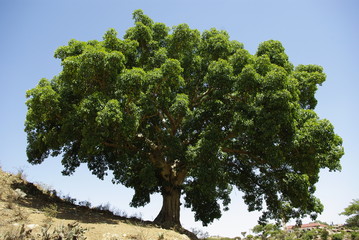 Segheneiti, Eritrea - 04/25/2019: Travelling around the vilages near Asmara and Massawa. An amazing caption of the trees, mountains and some old typical houses with very hot climate in Eritrea.
