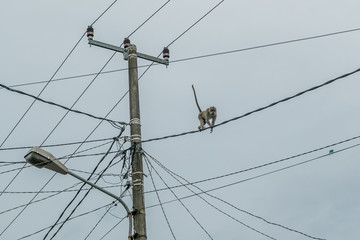 Fototapeta premium Sacred Monkey Forest Sanctuary in Ubud Bali Indonesia