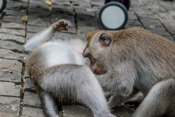 Sacred Monkey Forest Sanctuary in Ubud Bali Indonesia