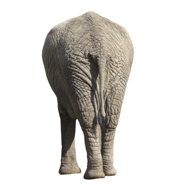 Elephant isolated on white background. Side back.