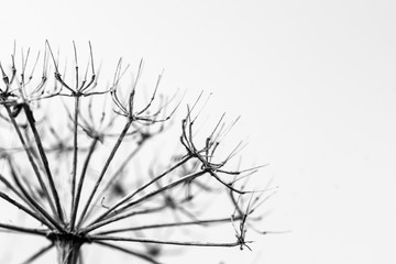 Dried plant silhouette with space for text