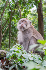Sacred Monkey Forest Sanctuary in Ubud Bali Indonesia